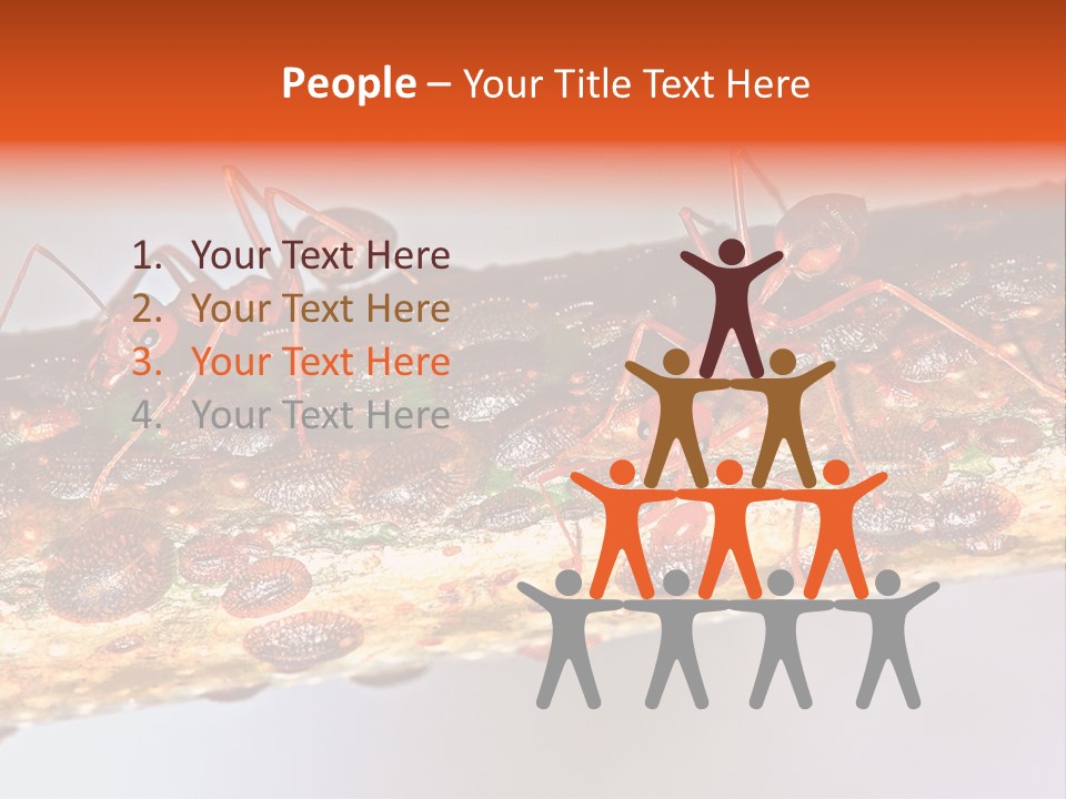 A Group Of Red Ants On A Piece Of Wood PowerPoint Template