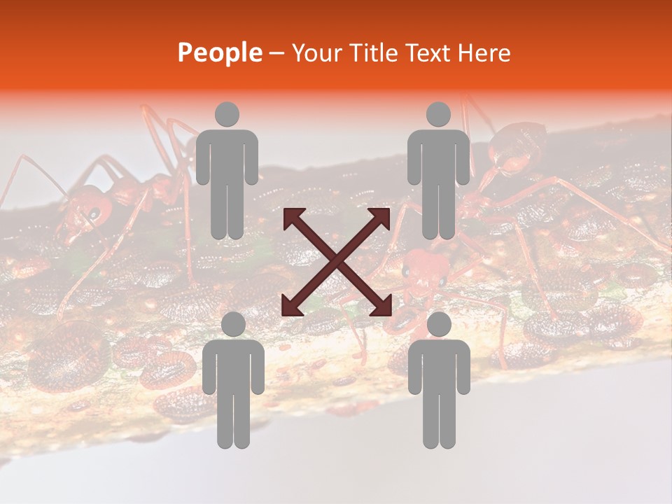 A Group Of Red Ants On A Piece Of Wood PowerPoint Template