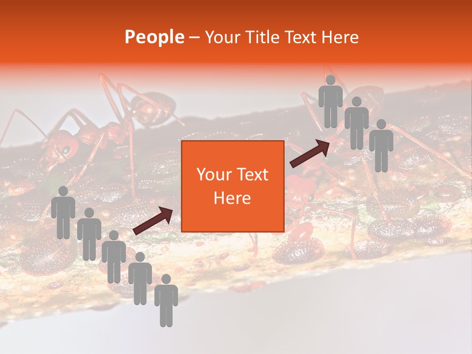 A Group Of Red Ants On A Piece Of Wood PowerPoint Template