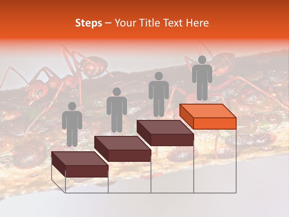 A Group Of Red Ants On A Piece Of Wood PowerPoint Template