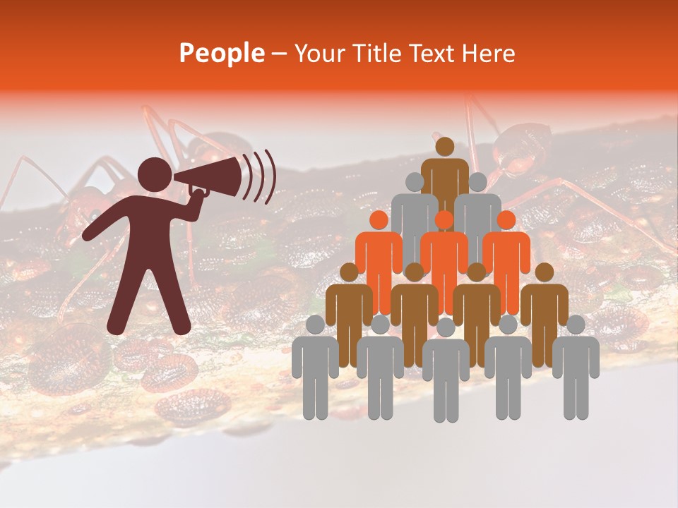 A Group Of Red Ants On A Piece Of Wood PowerPoint Template