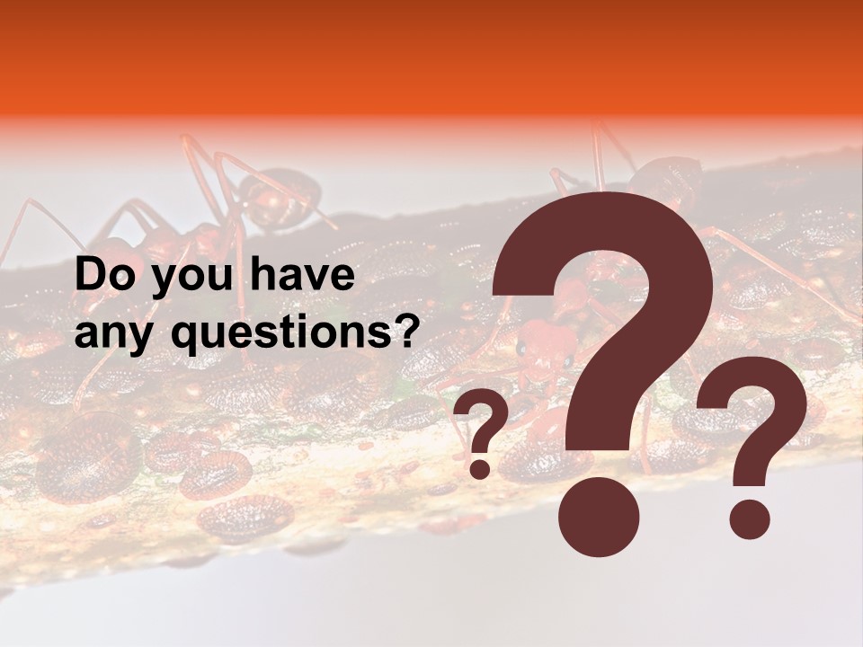 A Group Of Red Ants On A Piece Of Wood PowerPoint Template