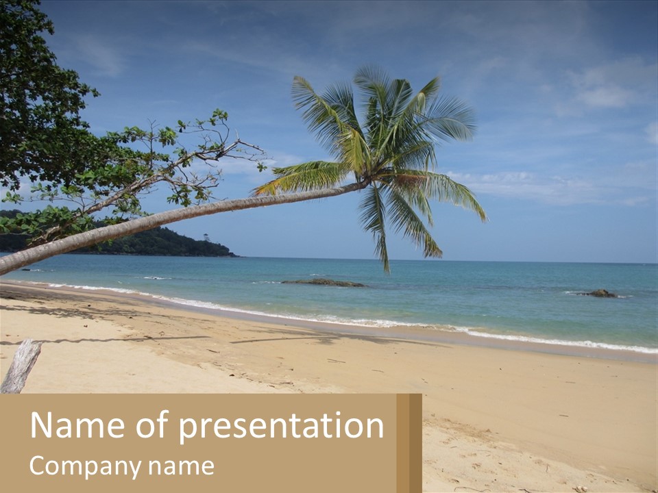 A Palm Tree On A Beach With The Ocean In The Background PowerPoint Template