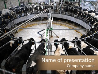 A Large Group Of Cows In A Pen PowerPoint Template