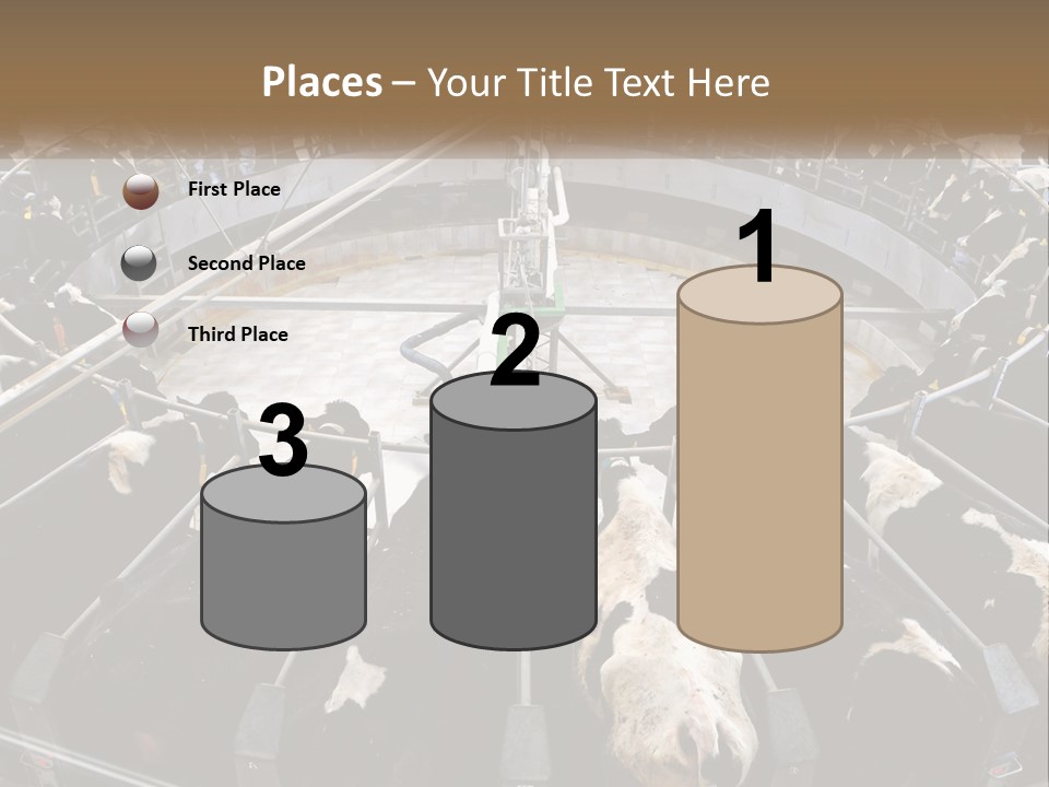 A Large Group Of Cows In A Pen PowerPoint Template