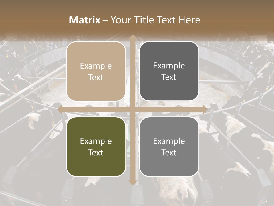 A Large Group Of Cows In A Pen PowerPoint Template