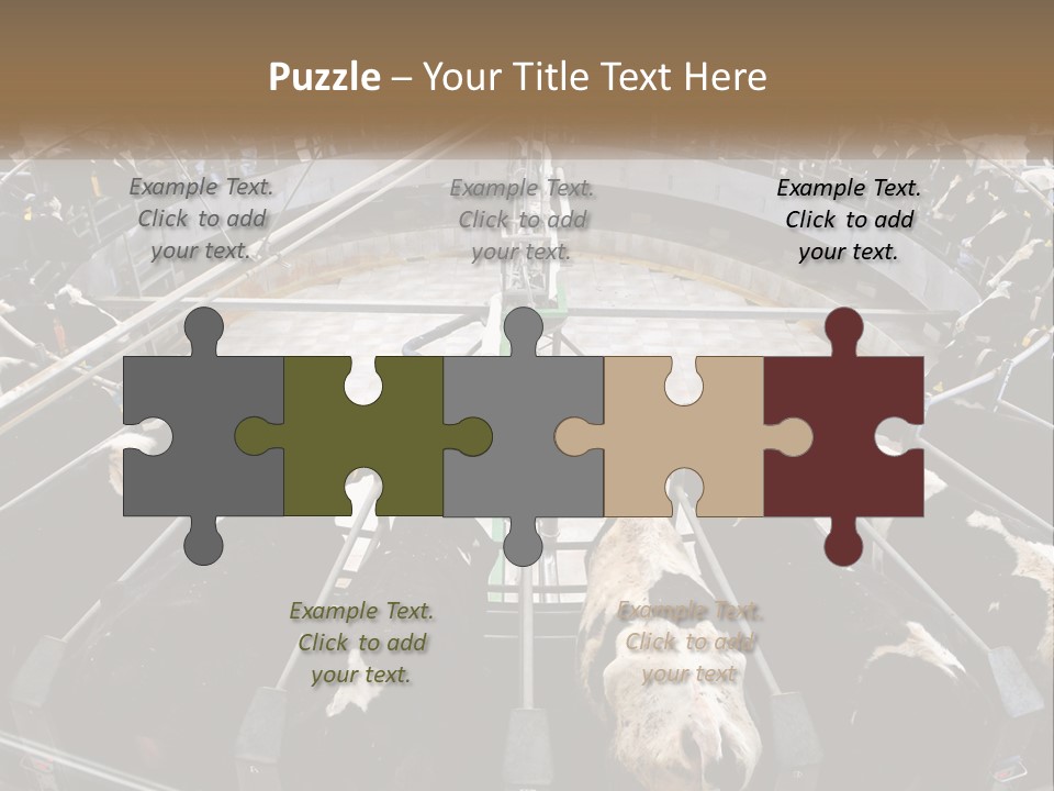 A Large Group Of Cows In A Pen PowerPoint Template