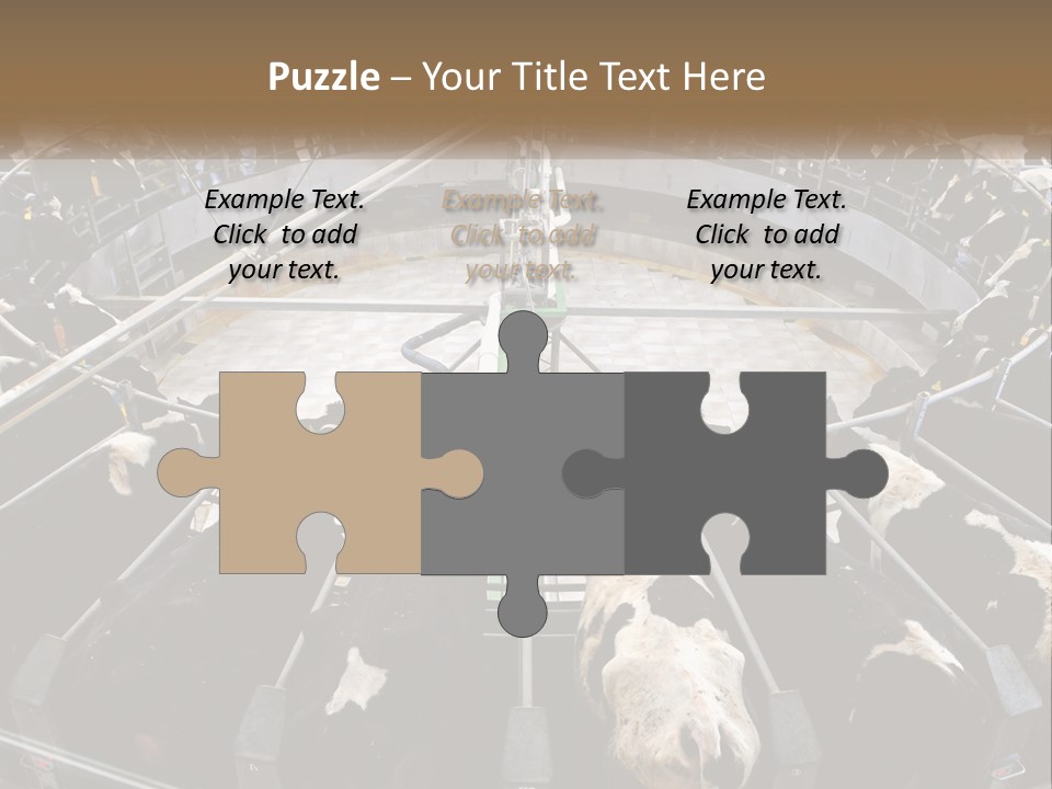 A Large Group Of Cows In A Pen PowerPoint Template