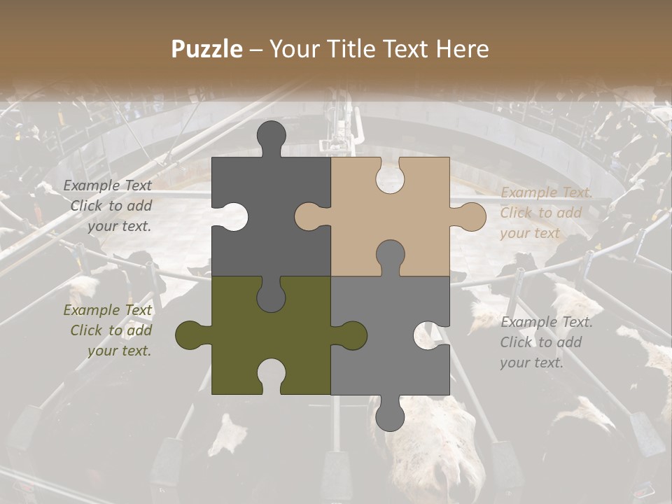 A Large Group Of Cows In A Pen PowerPoint Template