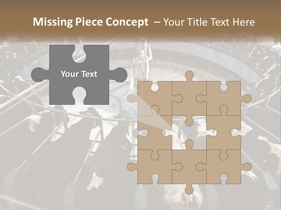 A Large Group Of Cows In A Pen PowerPoint Template