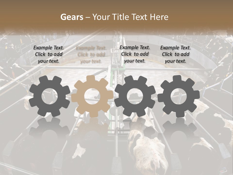 A Large Group Of Cows In A Pen PowerPoint Template