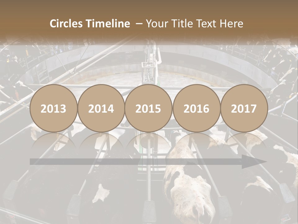 A Large Group Of Cows In A Pen PowerPoint Template