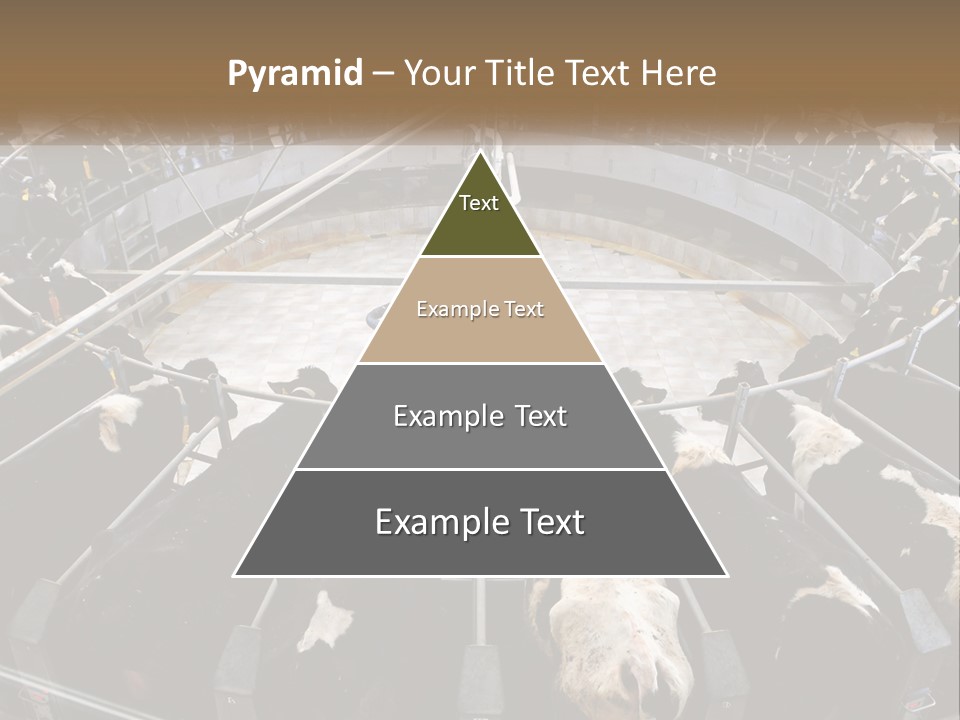 A Large Group Of Cows In A Pen PowerPoint Template