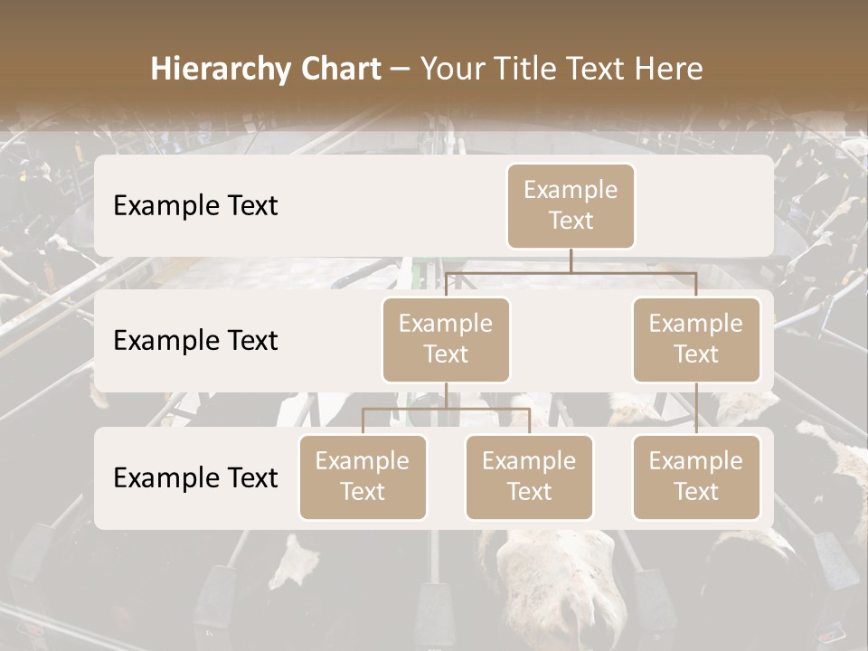 A Large Group Of Cows In A Pen PowerPoint Template