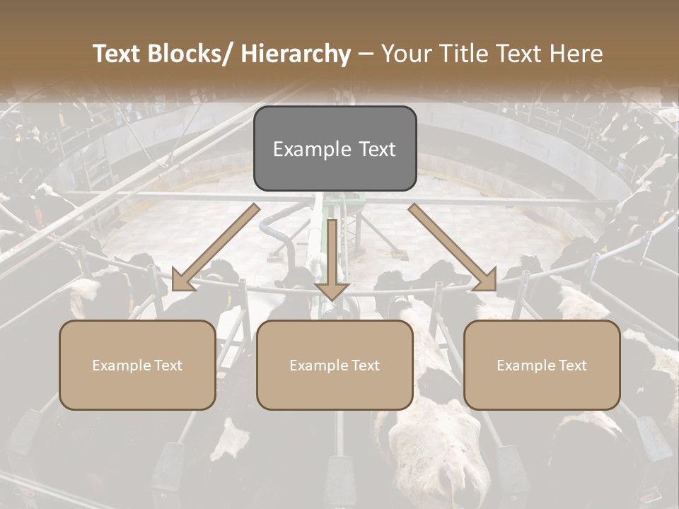 A Large Group Of Cows In A Pen PowerPoint Template