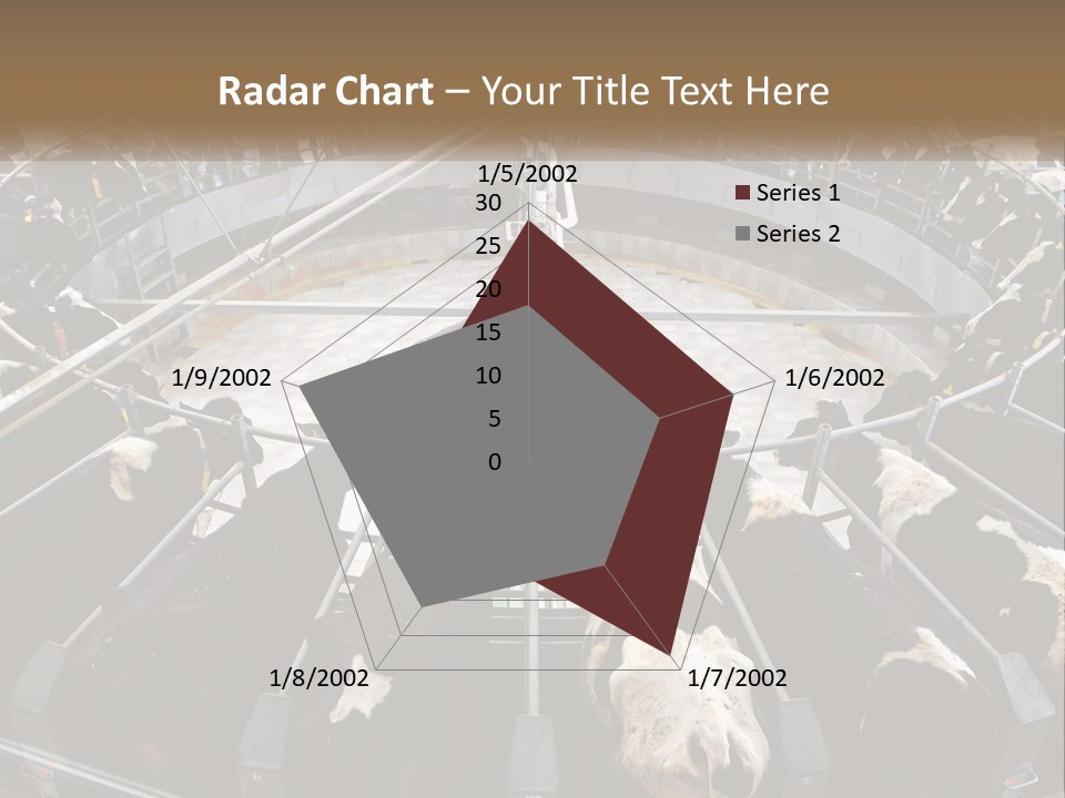 A Large Group Of Cows In A Pen PowerPoint Template