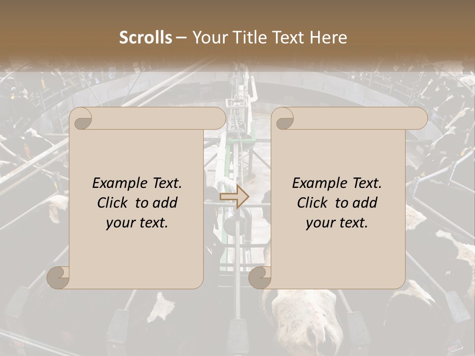 A Large Group Of Cows In A Pen PowerPoint Template