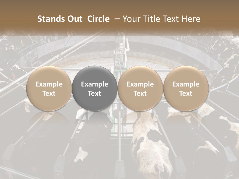 A Large Group Of Cows In A Pen PowerPoint Template