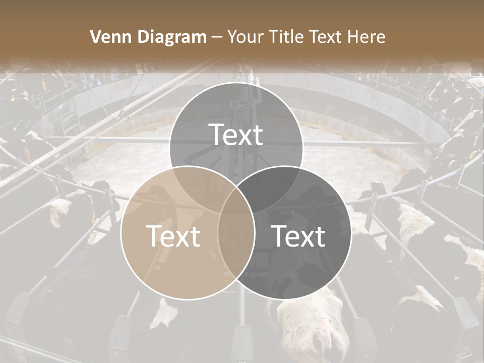 A Large Group Of Cows In A Pen PowerPoint Template