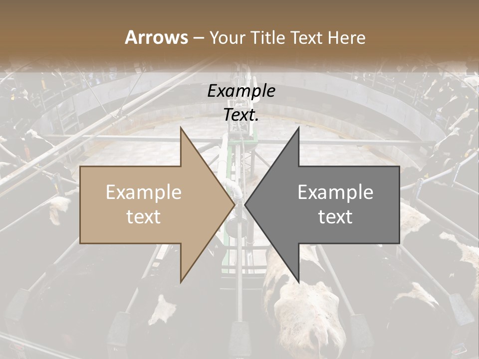 A Large Group Of Cows In A Pen PowerPoint Template