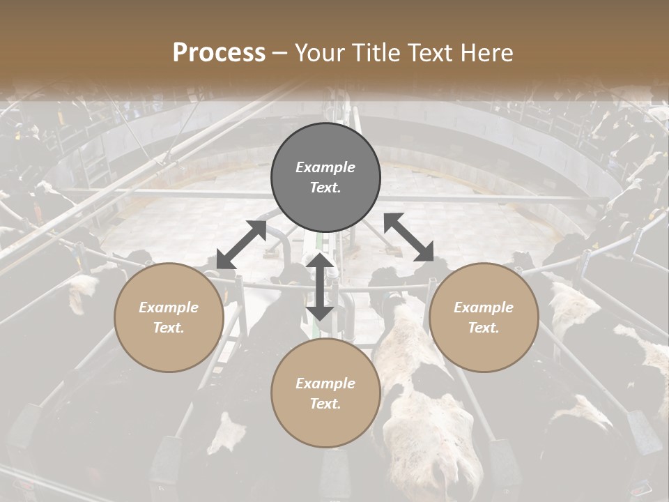 A Large Group Of Cows In A Pen PowerPoint Template
