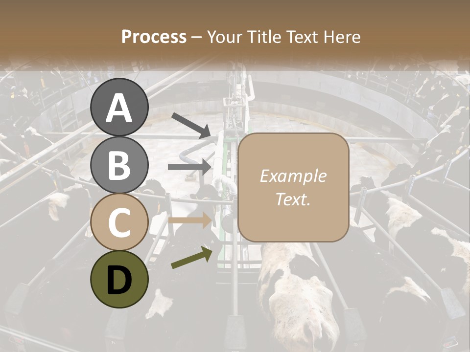 A Large Group Of Cows In A Pen PowerPoint Template