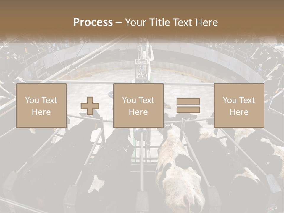A Large Group Of Cows In A Pen PowerPoint Template
