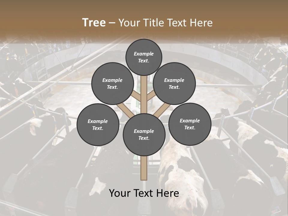 A Large Group Of Cows In A Pen PowerPoint Template