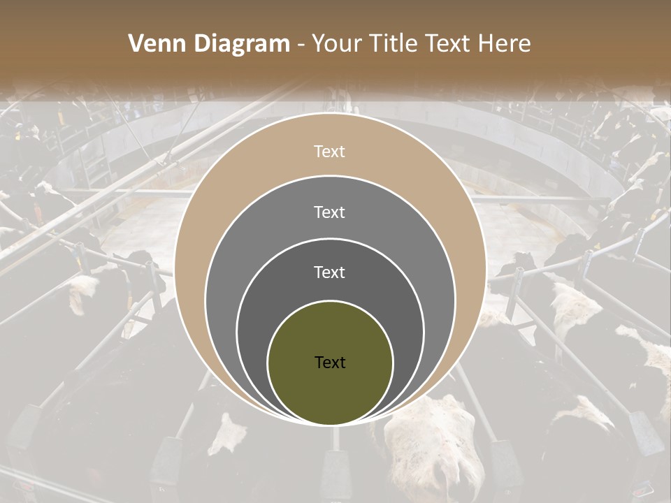 A Large Group Of Cows In A Pen PowerPoint Template
