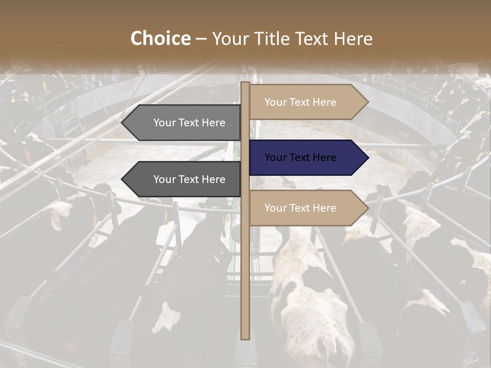 A Large Group Of Cows In A Pen PowerPoint Template