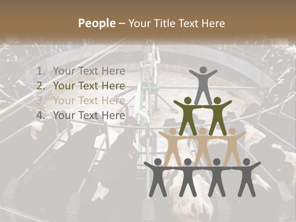 A Large Group Of Cows In A Pen PowerPoint Template