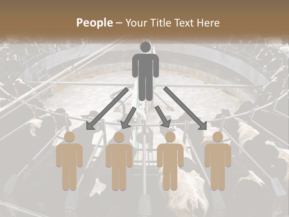 A Large Group Of Cows In A Pen PowerPoint Template