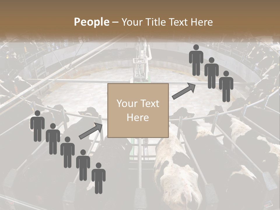 A Large Group Of Cows In A Pen PowerPoint Template