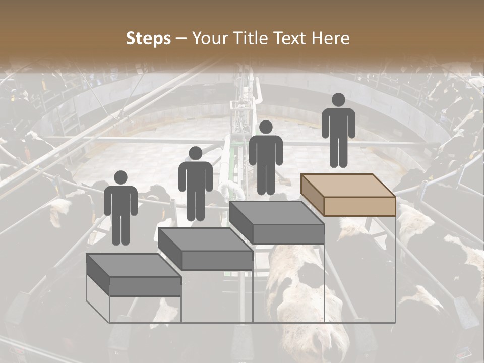 A Large Group Of Cows In A Pen PowerPoint Template