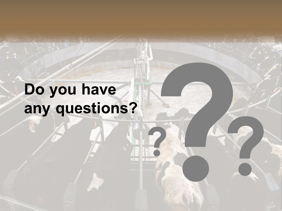 A Large Group Of Cows In A Pen PowerPoint Template