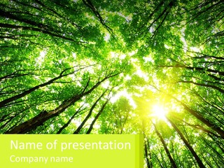 A Green Forest With The Sun Shining Through The Trees PowerPoint Template