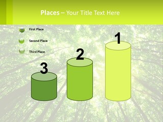 A Green Forest With The Sun Shining Through The Trees PowerPoint Template