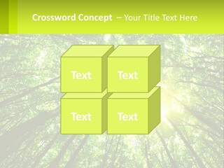 A Green Forest With The Sun Shining Through The Trees PowerPoint Template