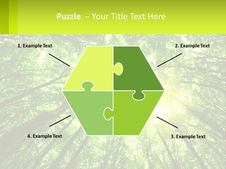 A Green Forest With The Sun Shining Through The Trees PowerPoint Template
