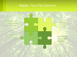 A Green Forest With The Sun Shining Through The Trees PowerPoint Template