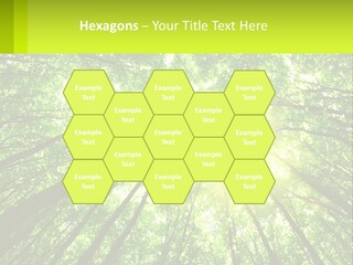 A Green Forest With The Sun Shining Through The Trees PowerPoint Template
