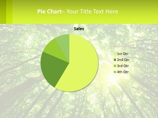 A Green Forest With The Sun Shining Through The Trees PowerPoint Template