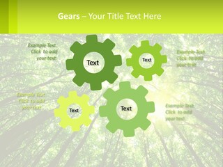 A Green Forest With The Sun Shining Through The Trees PowerPoint Template