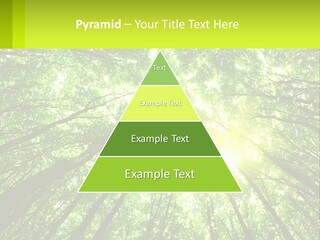 A Green Forest With The Sun Shining Through The Trees PowerPoint Template
