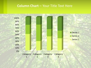 A Green Forest With The Sun Shining Through The Trees PowerPoint Template