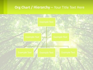 A Green Forest With The Sun Shining Through The Trees PowerPoint Template