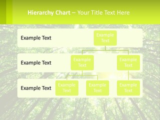 A Green Forest With The Sun Shining Through The Trees PowerPoint Template