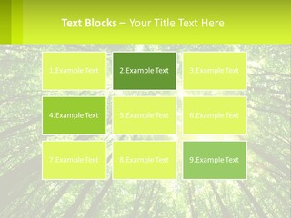 A Green Forest With The Sun Shining Through The Trees PowerPoint Template