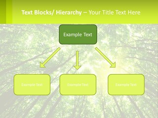 A Green Forest With The Sun Shining Through The Trees PowerPoint Template