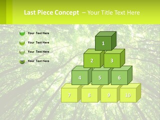 A Green Forest With The Sun Shining Through The Trees PowerPoint Template